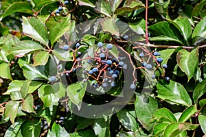 Background with many large red and green leaves and blue berries of  Parthenocissus quinquefolia plant, known as Virginia creeper