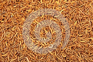 Background of many living mealworm larvae