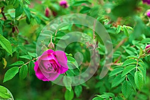 Bright pink roses with buds on a background of a green bush after rain. Beautiful pink roses in the summer garden.