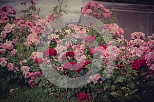 Background with many pink summer flowers. Flowers postcard