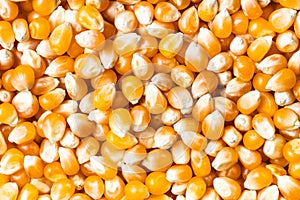 Background - many raw maize corns