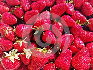 Background with many red strawberries