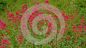 Background of many red valerian flowers in a wild naturalist garden - Centranthus ruber