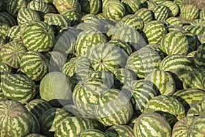 Background many watermelons