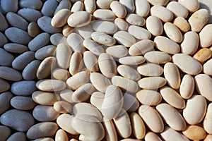 Background of many white beans in natural light