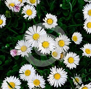 Background of many white daisies. Blooming chamomile field, chamomile flowers