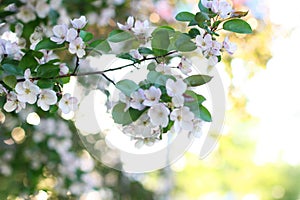 Background with many white flowers. Withe flower growing on the bush in garden on sunny day.