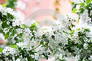 Background with many white flowers. Withe flower growing on the bush in garden on sunny day.