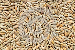 Background - many whole rye grains