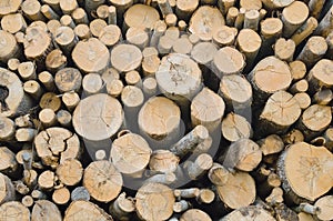 Background with many wooden logs, forest products