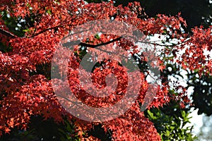 background of maple leaf change color to be red in japan.