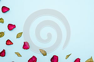 Background of maroon rose petals and green leaves on blue background. The view from the top. Blank for greetings, greeting cards