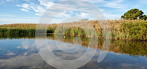 Background of Marsh Grasses on Currituck Sound NC