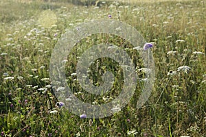 Background meadow grass and flowers in summer