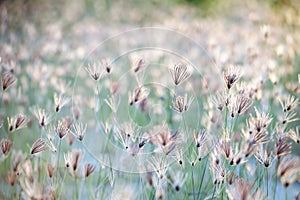 Background meadow,Background sunset over a misty meadow in summer evening