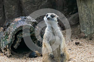 Background of Meerkat or Suricate, a small carnivoran belonging to the mongoose family photo