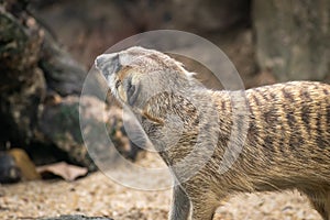 Meerkat or Suricate, a small carnivoran belonging to the mongoose family photo