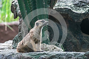 Meerkat or Suricate, a small carnivoran belonging to the mongoose family photo