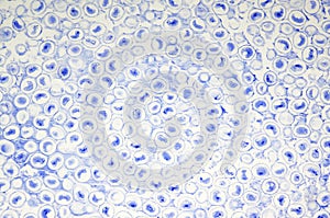 Background of Micro photography of biological slice