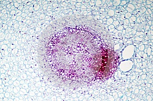 Background of Micro photography of biological slice