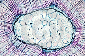 Background of Micro photography of biological slice