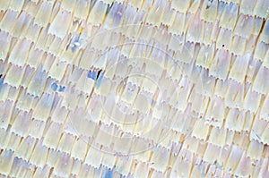 Background of Micro photography of butterfly wing