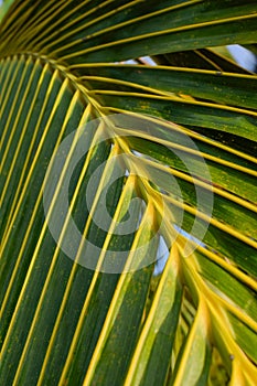 Background of Midrib patterns of coconut plant leaves. Used selective focus