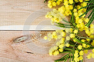 Background with Mimosa flower