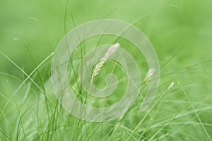 Background of mission grasses in the garden