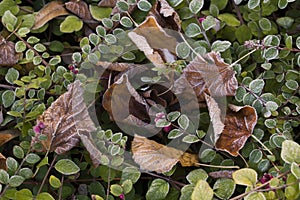 Background mixed with frozen european beech leaves Fagus sylvatica and cotoneaster branches