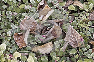 Background mixed with frozen european beech leaves Fagus sylvatica and cotoneaster branches