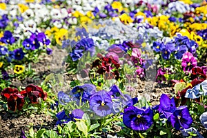 Background of mixed pansies flowers in the garden