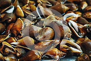 Background with Mollusc at a Fresh Market