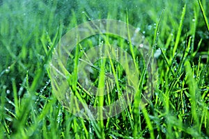 Background of morning dew drops over green grass. selective focus