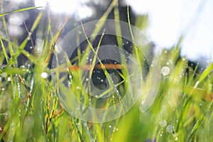 Background of morning dew drops on spring bright green grass. selective focus.