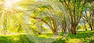 Background of the morning sunrise in natural wilderness park in spring.