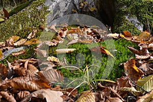 Background with moss and leaves