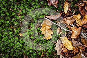 background with mossy vegetation and autumn leaves