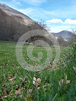 Background of a mountain meadow, typical Italian ambient