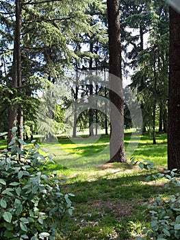 Background of a mountain meadow, typical Italian ambient