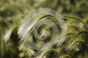 Background of moving grass, abstract