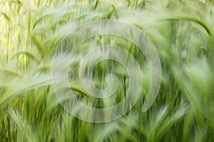 Background of moving grass, abstract