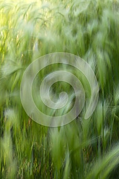 Background of moving grass, abstract