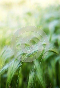 Background of moving grass, abstract