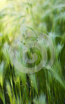 Background of moving grass, abstract