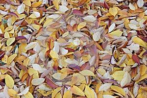 Background of multi-colored autumn leaves of a cherry tree.Autumn. Garden.