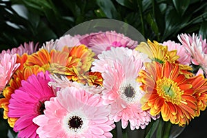 Background from multi-colored gerberas. Pink, yellow, white flowers. Gardening and growing flowers. Floristics and bouquets