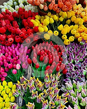 Background of multicolored splendid tulips