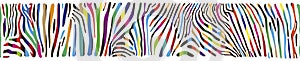 Background with multicolored Zebra skin