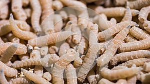 Background of a multitude of white maggots, phobia and fears concept